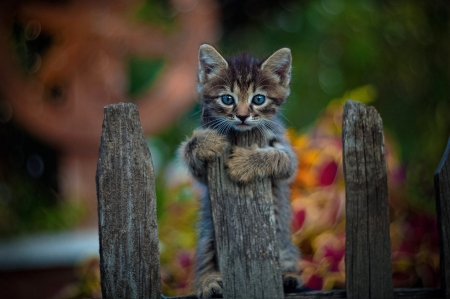 Kitten - pisica, cute, fence, kitten, cat, paw