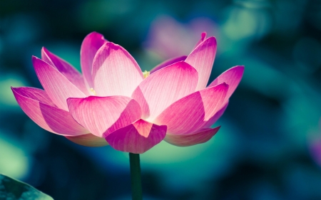 Lotus - bokeh, lotus, summer, flower, pink