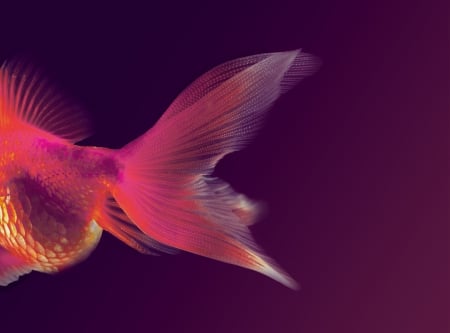 Fish tail - summer, tail, peste, fantasy, pink, fish, luminos, vara