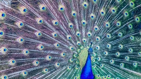 Beauty Peacock - bird, peacock, blue, beautiful