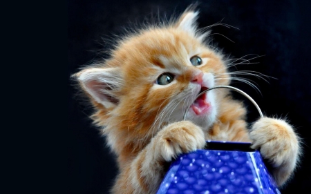 Cute Red Kitten - fluffy, cat, red, animal, kitten