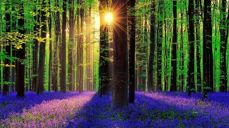 Bluebell Forest Blooming - sunbeams, rays, carpet, trees, sun, summer, spring, nature, glow, forest, flowers