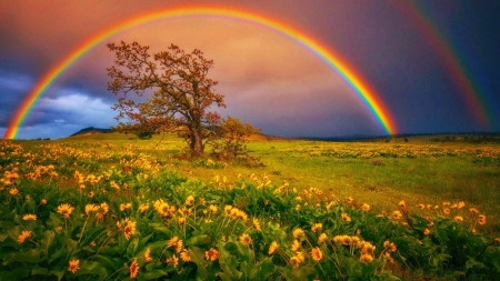 Rainbow in Springtime - clouds, trees, yellow, springtime, spring, flowers, nature, rainbow, sky