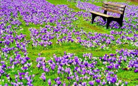 Purple Crocuses in the Park - flowers, nature, crocuses, bench, spring, park