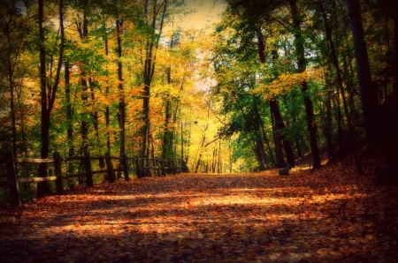 ♥ - trees, forest, nature, autumn