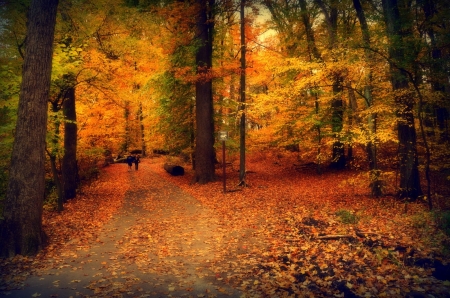 ♥ - trees, forest, nature, autumn