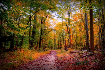 ♥ - trees, forest, nature, autumn