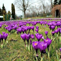 Silesian Park Japan