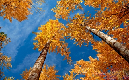 Autumn trees - sky, autumn, blue, orange, tree