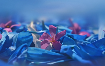 ♥ - summer, blue, flower, pink, vara