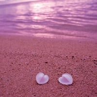 Heart Shaped Seashells