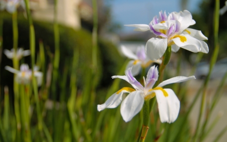 White Iris - flowers, white, nature, iris