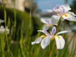 White Iris