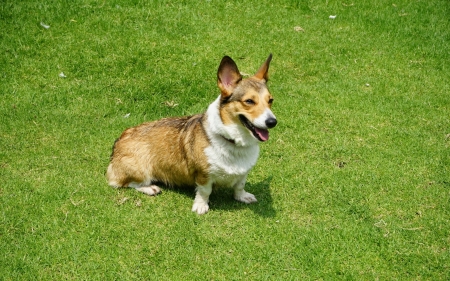 Pembroke Welsh Corgi - dog, grass, meadow, animal