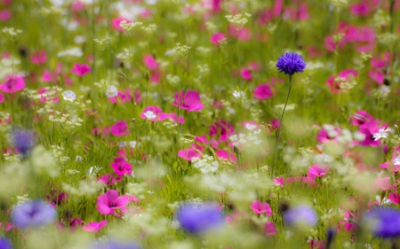 Wild Flowers - spring, colors, flower, nature