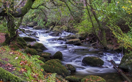 Fresh Water - river, forest, water, tree