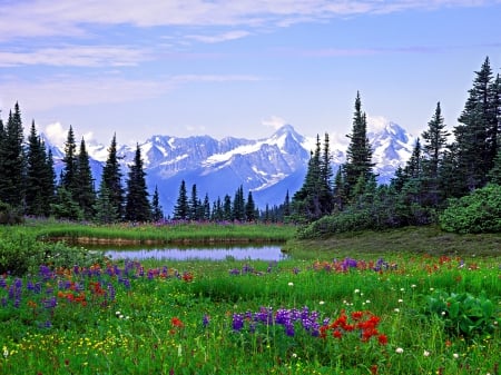 Rocky Mountains-British Columbia - sky, forest, mountains, alpine, flowers, wildflowers, trees, nature