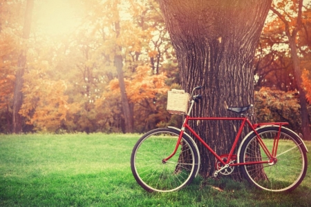 ♥ - abstract, basket, bicycle, trees