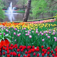 Keukenhof Gardens, Netherlands