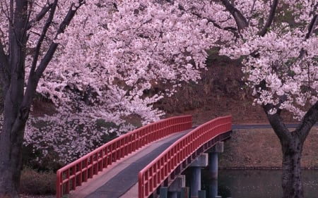 Spring in Japan - blossoms, cherrytrees, park, bridge