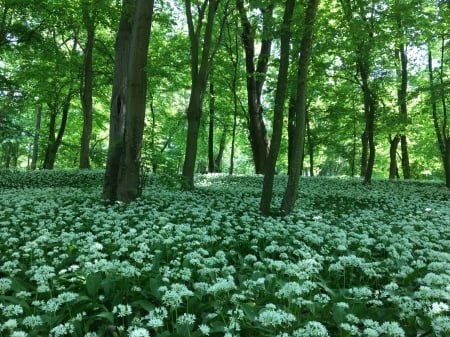 A  beautiful day in the forest - Dandelion, Tree, Flower, green