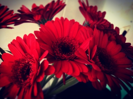 Red Flowers - nature, single flower, flower, red