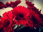 Red Flowers