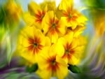 Yellow Flowers