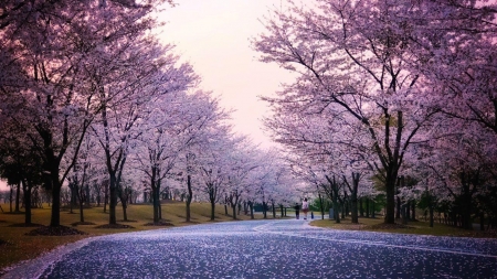 Gorgeous road - road, purple, tree, amazing