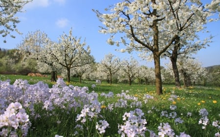 Spring in Cherry Garden - garden, spring, cherries, trees