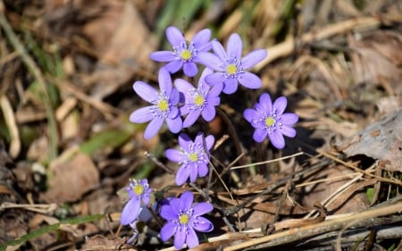 Violets in Latvia - flowers, Latvia, spring, nature