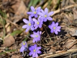 Violets in Latvia