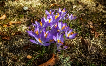 Crocuses in Latvia - crocuses, flowers, latvia, spring