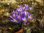 Crocuses in Latvia