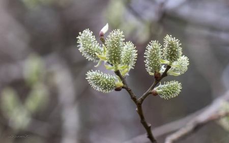 Spring Branch in Latvia - tree, latvia, branch, spring