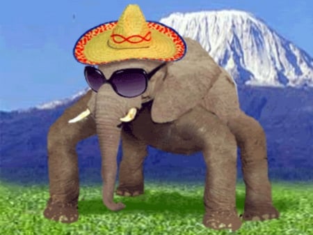 Elephant Spider Walk - Funny, Walk, Mountain, Spider, Hat, Elephant