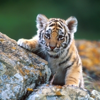 Tiger Cub