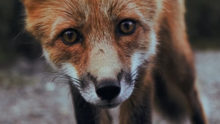 Fox - vulpe, animal, cub, fox, face