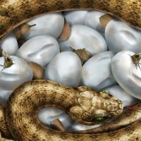 Snake's eggs