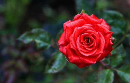 Red rose - red, green, summer, rose, flower