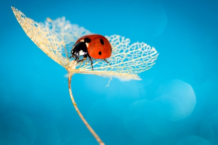 Ladybug - white, ladybug, red, blue, insect, veins