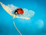 Ladybug