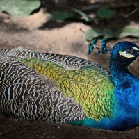 Peacock