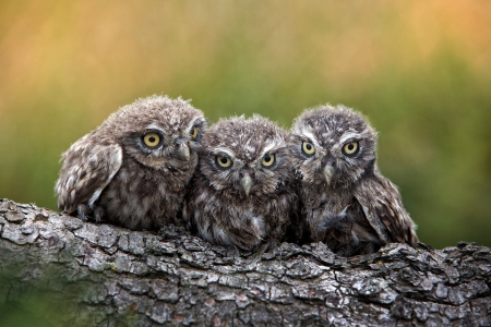 Owls