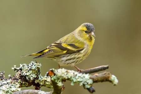 Bird - green, yellow, bird, pasare