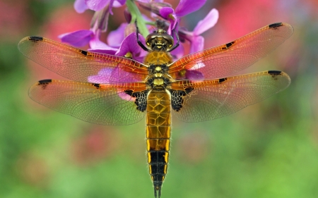 Dragonfly - green, libelula, insect, flower, pink, dragonfly