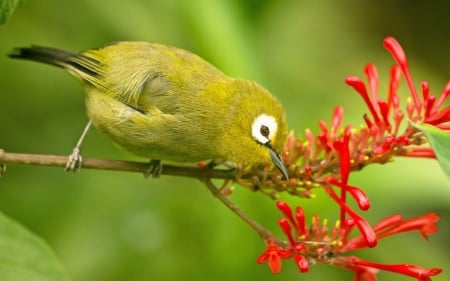 Bird - bird, white eye, embothrium, red, green, pasare, red moluccan, flower