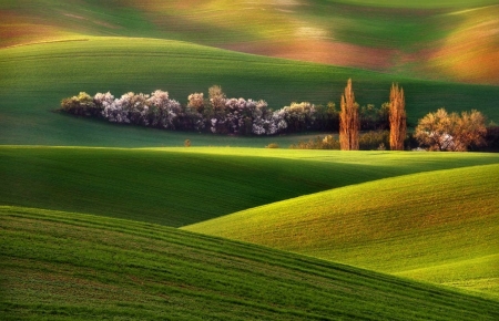 Green Carpet - nature, green, amazing, fields