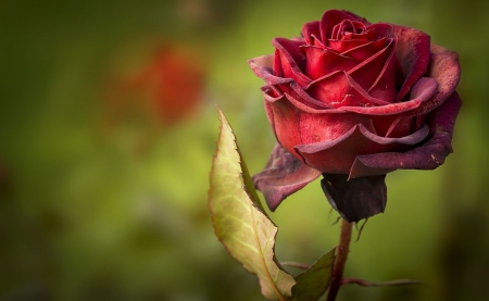 ROSE - love, garden, rose, red