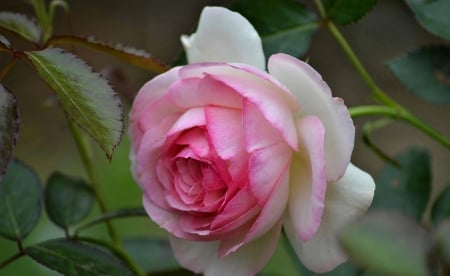 Pink Rose - white, rose, flower, pink